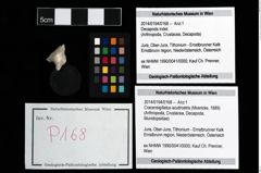 Foto (Objekt + Etikett) von Cracensigillatus acutirostris (Moericke, 1889)  (NHMW-GEO-2014-0194-0168)